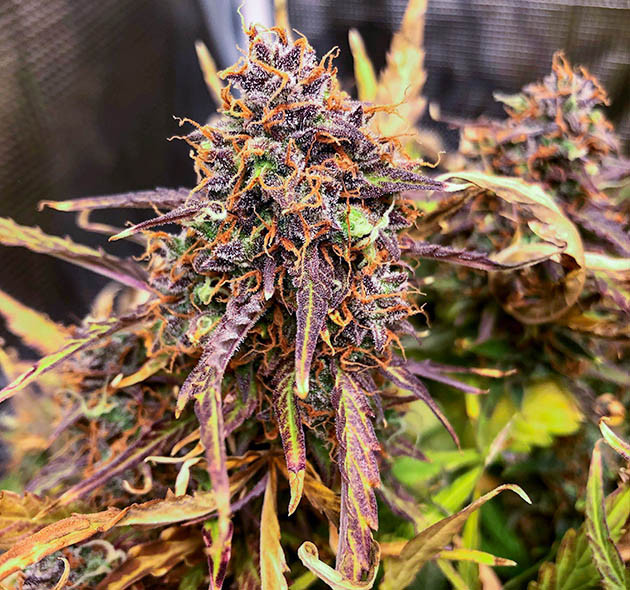 Шишка темно фиолетового цвета