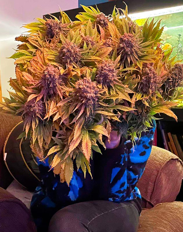 Срезанный куст марихуаны