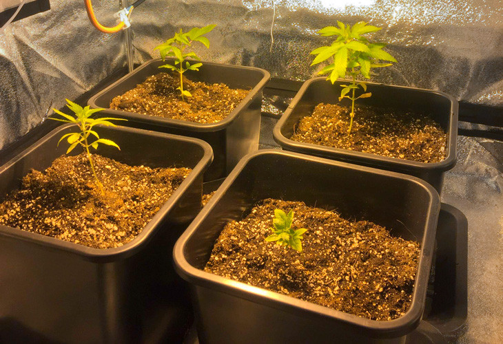 Четыре ростка LSD от Barney's Farm