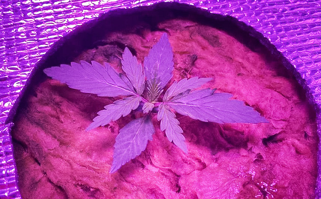 Росток каннабиса 5 см