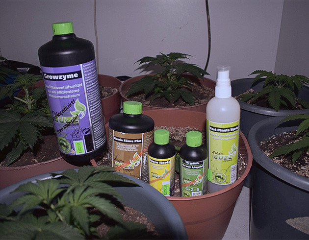 Первые три недели выращивания Брюса Баннера