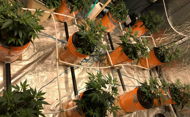 Высота кустов конопли 36 см