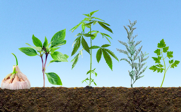 Посадка растений-компаньонов