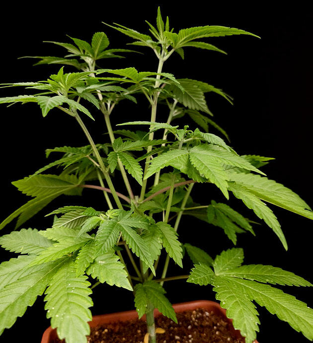 Куст Tropicana Cookies FF ростом 37 сантиметров