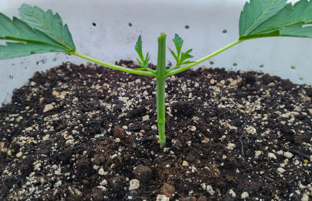 Куст каннабиса после топпинга с удалённой макушкой