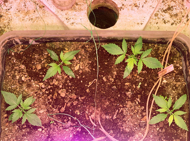 Кусты конопли ростом 10 см