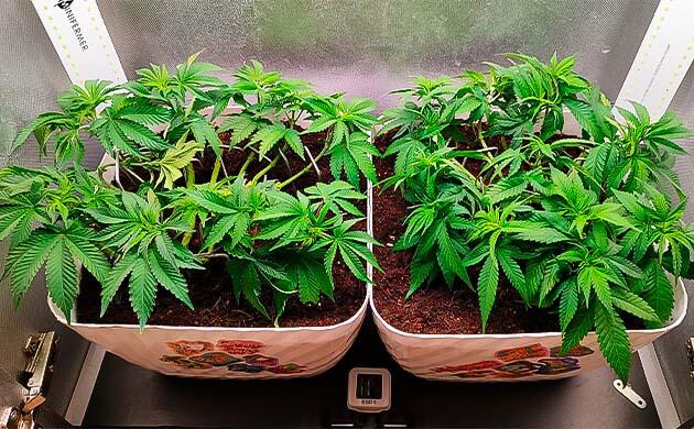 6 неделя развития Gorilla Zkittlez от сидбанка Семяныч