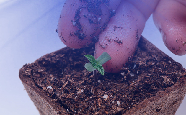 Росток конопли