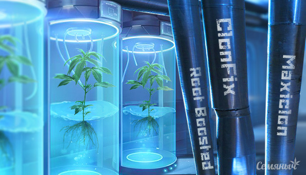 Как клонировать марихуану