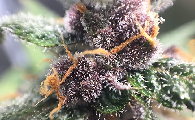 Фиолетовая шишка LSD Auto