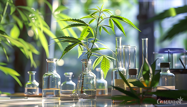 Каннабиноиды и их полезные свойства