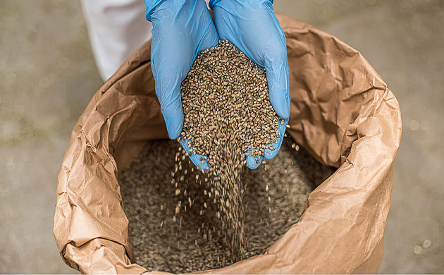 Производство семян конопли для попугаев