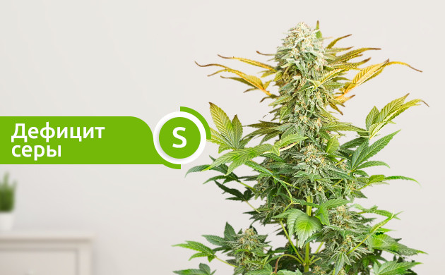 Желтая верхушка из-за нехватки серы