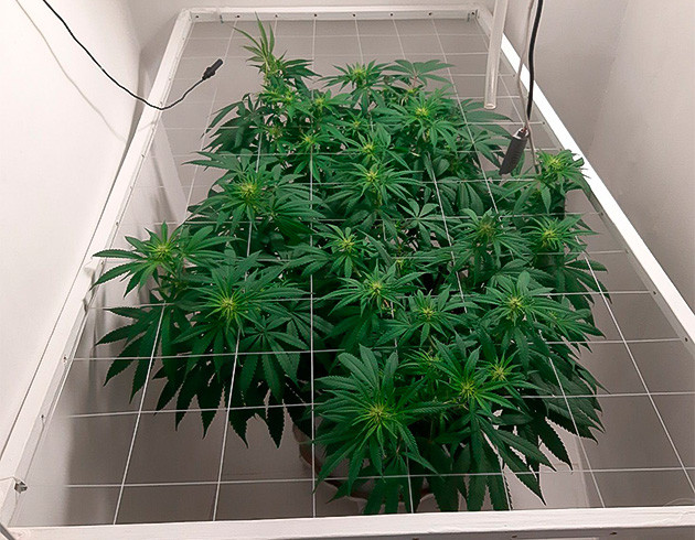 Стимуляция цветения куста Glue Sherbet