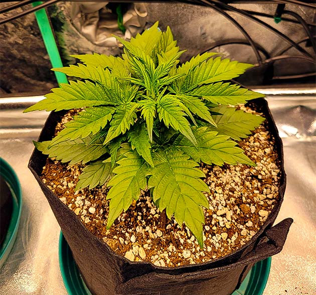 Здоровые саженцы и плотная листва Apricot Auto