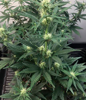 Цветущий куст на 4 неделе