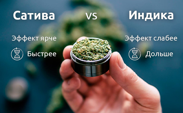 Длительность и мощность воздействия сативы и индики