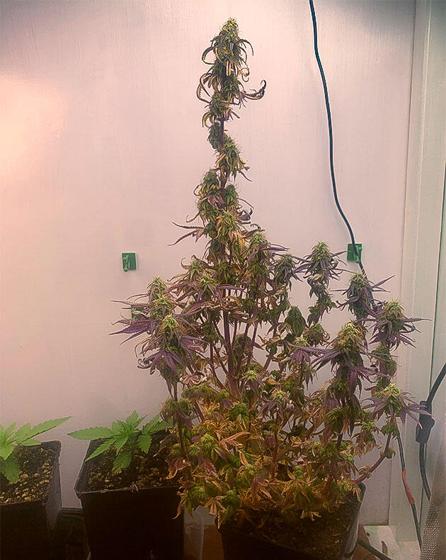 Конопля в критическом состоянии