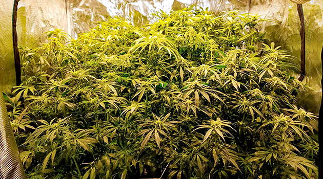 Вегетация сорта LSD от сидбанка Семяныч