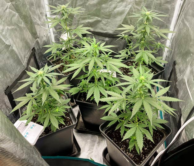 Кусты Titan F1 Auto от RQS ростом 35 см