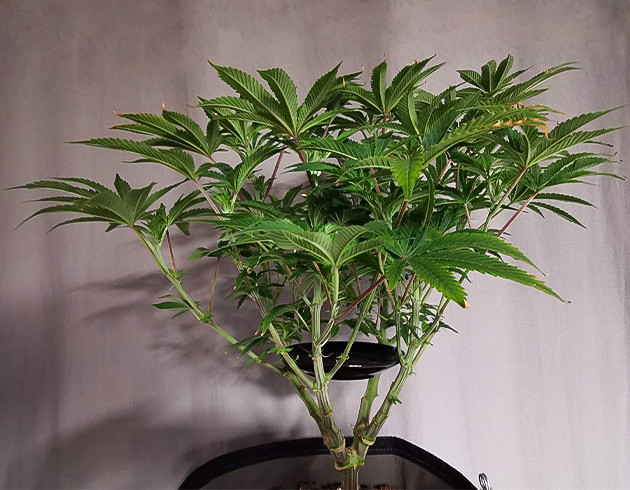 Куст с разветвленной структурой