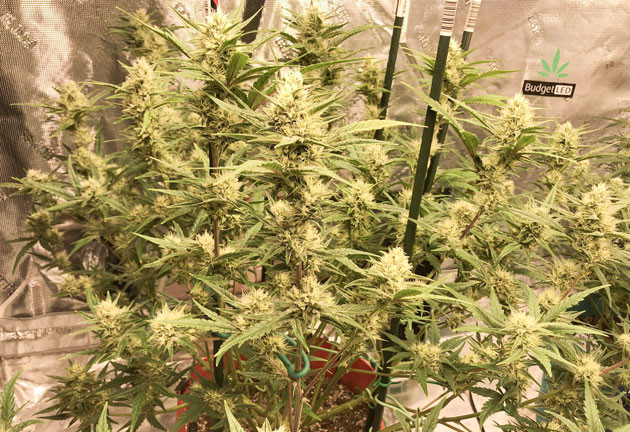 Огромные надежды на Purple Juice Auto