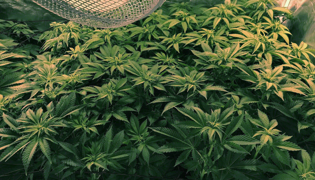 Вторая неделя цветения