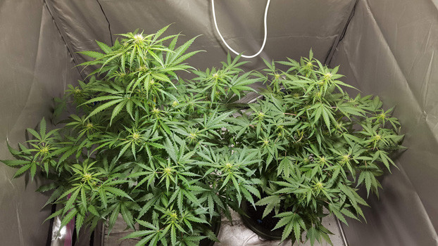 Выращивание Auto White Widow