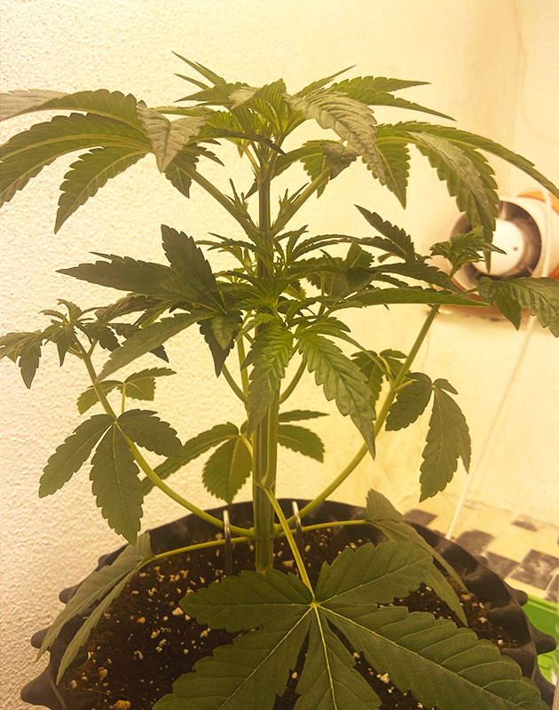 Кустик высотой 30 см