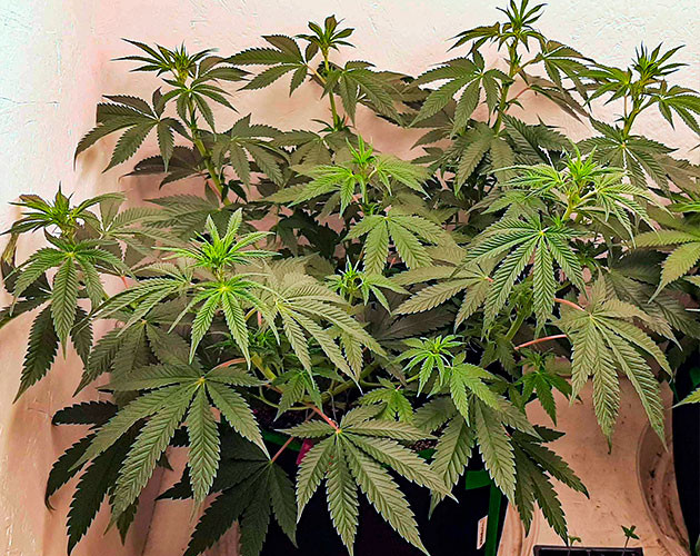 Куст Bruce Banner от сидбанка Семяныч ростом 50 см