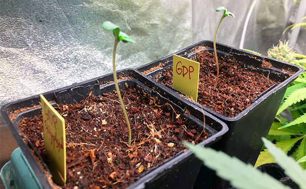 1 неделя выращивания