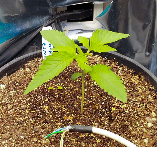 Уход за малышами Runtz Fast Flowering