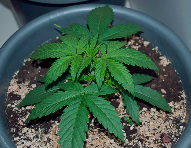 Увеличение количества удобрений