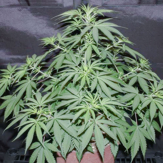 Стимуляция цветения сорта Shiskaberry