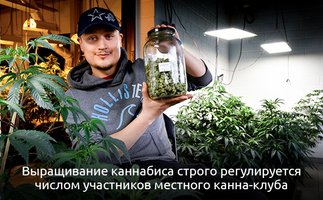 Ключевые правила работы каннабис-клубов в Германии