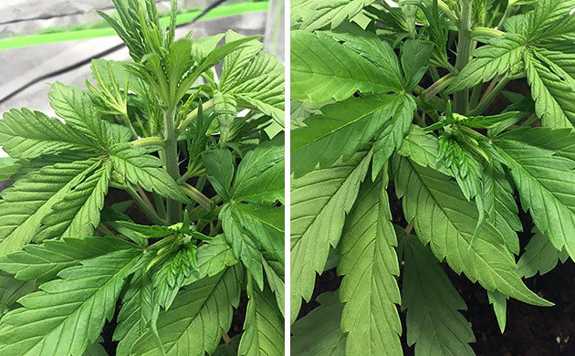 2 неделя вегетации