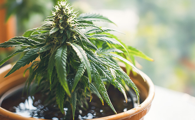 Избегайте ошибок при поливе