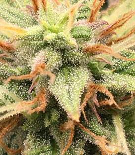 Трихомы на соцветии Jack 47 Auto