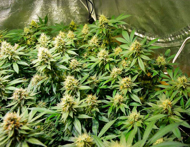 Куст усыпанный соцветиями конопли