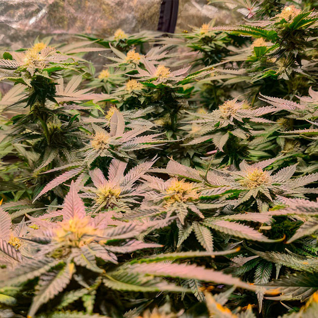 Green Crack 2.0: ускоренное формирование соцветий