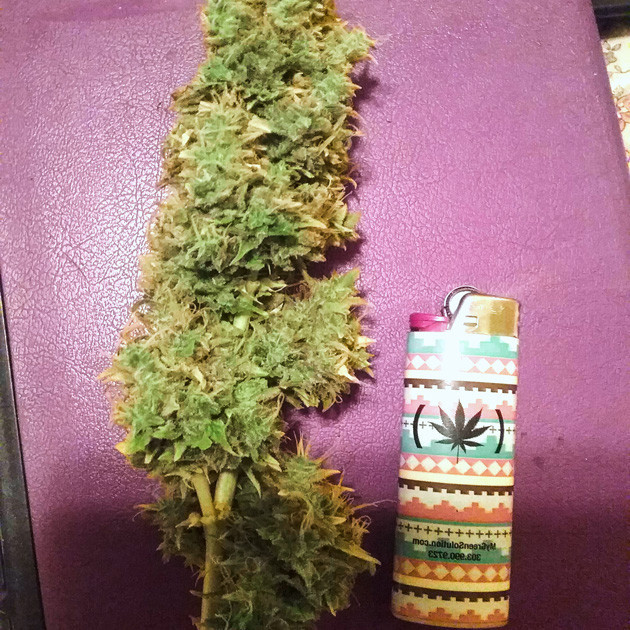 Урожай сорта конопли Speed Auto