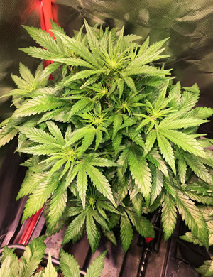 Рост каннабиса в гроубоксе