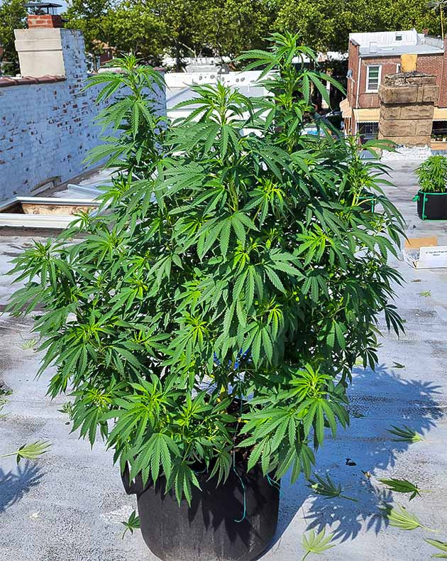 Стимуляция цветения куста Runtz Punch