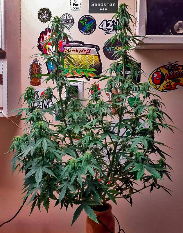 Куст Sour Diesel Auto от Herbies Seeds ростом 60 см