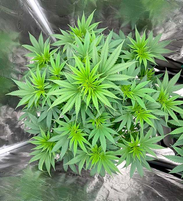 Кусты Biscotti Mintz от Barney's Farm на 7 неделе