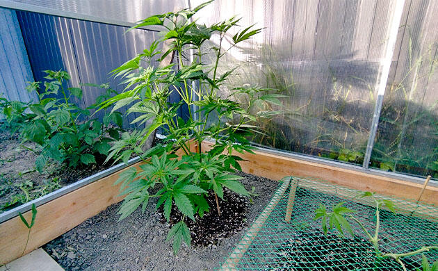 Листья каннабиса после полива