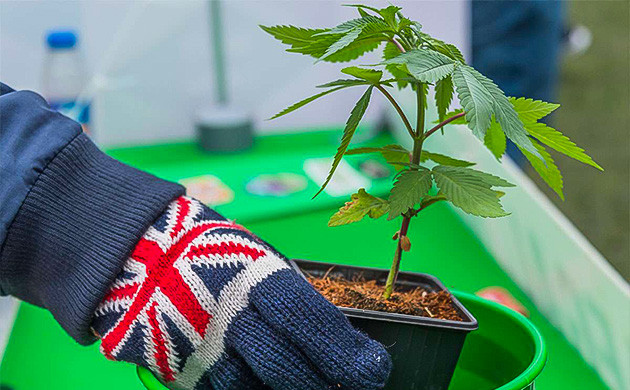 История создания Dr Krippling Seeds