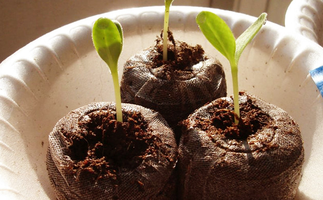 Торфяные таблетки с семенами в минипарнике