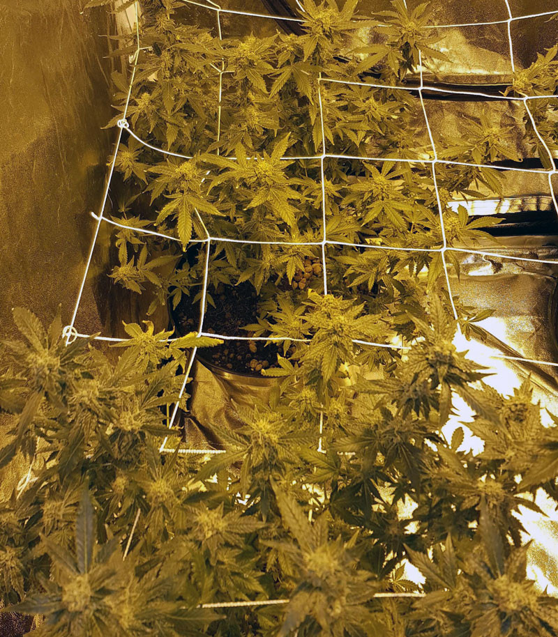 Кусты LSD перед харвестом