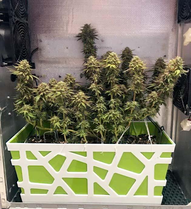 Куст сорта конопли Watermelon Zum Zum на 18 неделе роста